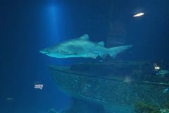 IMG_0847k