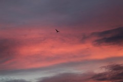 20200726052042_IMG_5037