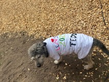 TShirts3